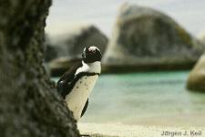 Simons Town, Jackass Penguin at the Boulders